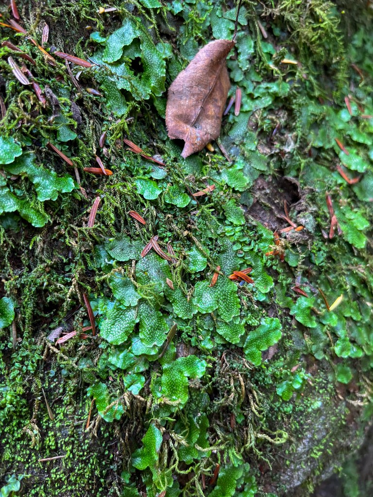 liverwort lichen raccoon creek state park 